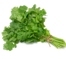 Cilantro