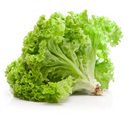 Green Leaf Lettuce