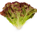 Red Leaf Lettuce